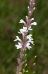 Carolina false vervain